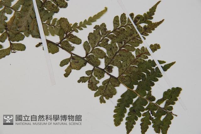 團羽鱗蓋蕨藏品圖，第4張