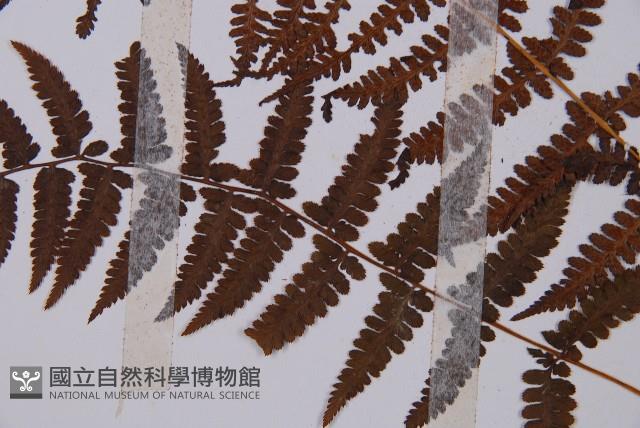 對生蹄蓋蕨藏品圖，第4張