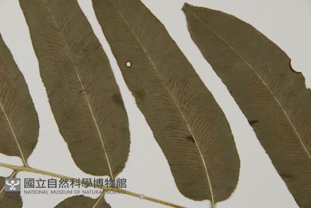 美羽鳳丫蕨藏品圖，第4張