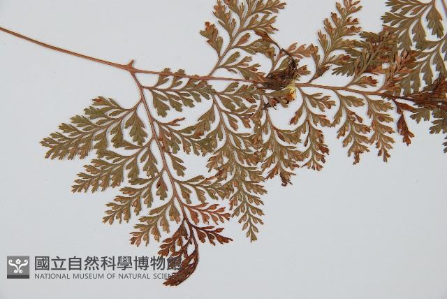 海州骨碎補藏品圖，第4張