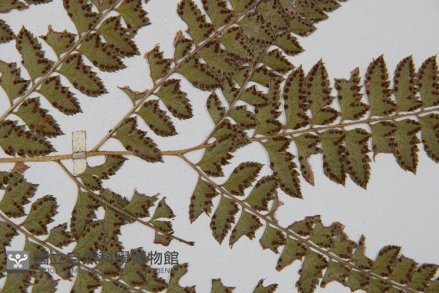 斜方複葉耳蕨藏品圖，第3張