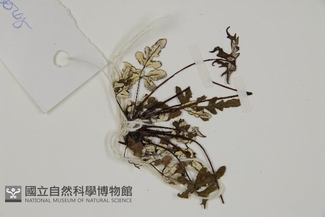銀粉背蕨藏品圖，第4張
