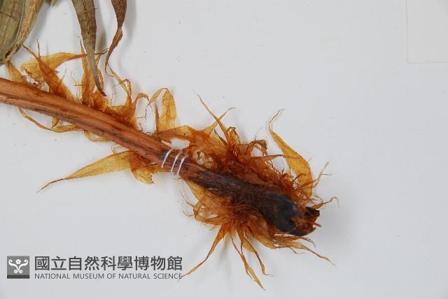 臺灣狗脊蕨藏品圖，第3張