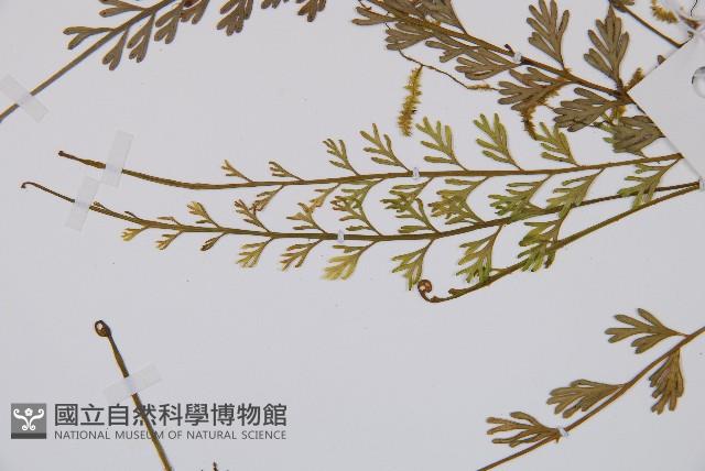 長生鐵角蕨藏品圖，第4張