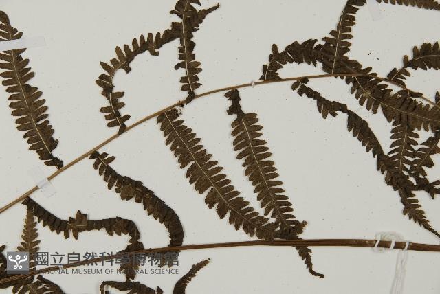 登錄號:P010533藏品圖，第4張