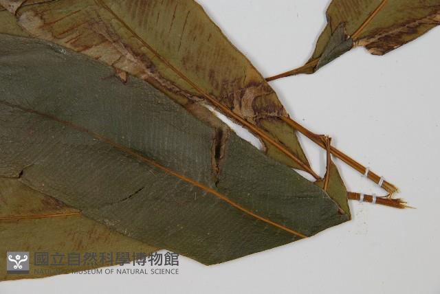 隱脈細柄雙蓋蕨藏品圖，第4張