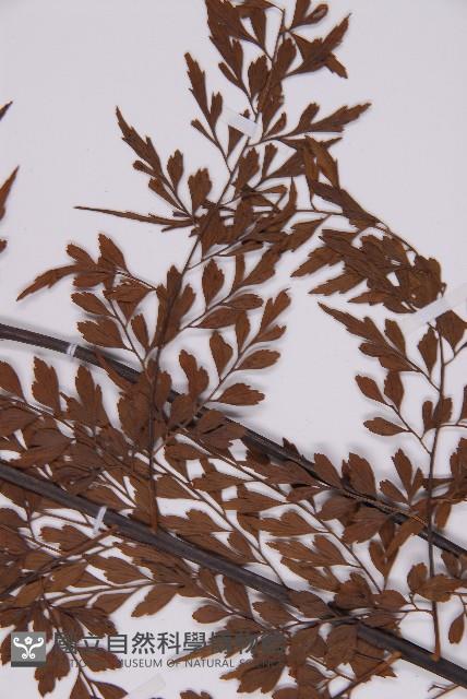 大黑柄鐵角蕨、黃鱗鐵角蕨、大羽鐵角蕨藏品圖，第4張