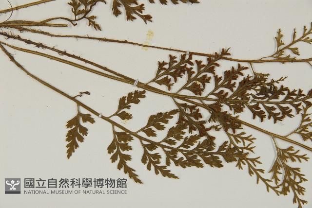 骨碎補鐵角蕨藏品圖，第4張