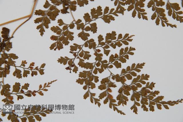 彎柄假複葉耳蕨藏品圖，第4張