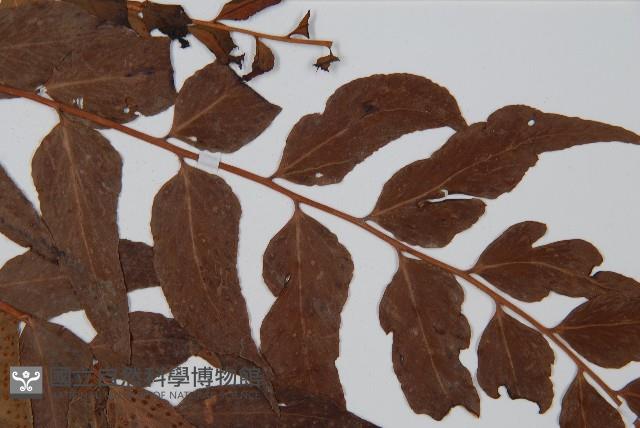 貫眾蕨藏品圖，第4張