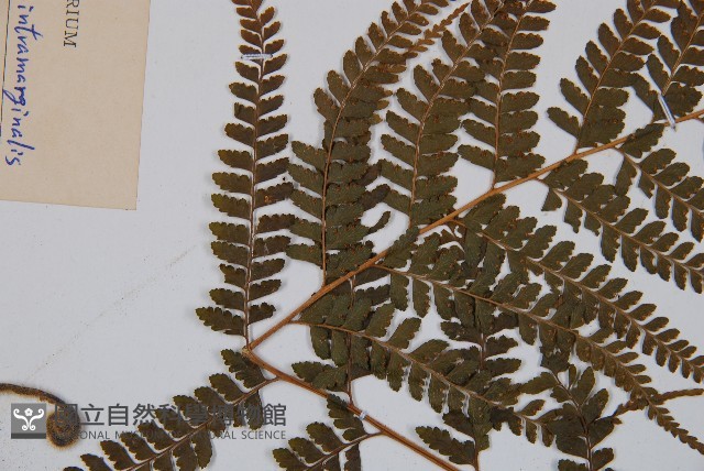 羽葉鱗蓋蕨藏品圖，第4張