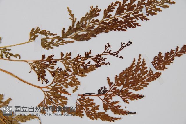 溪洞碗蕨藏品圖，第4張