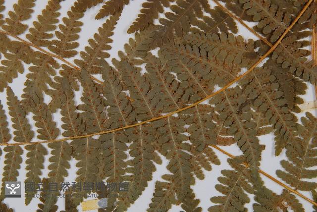 姬蕨藏品圖，第4張