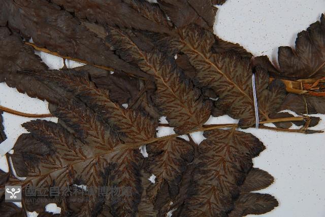 毛柄短腸蕨藏品圖，第4張