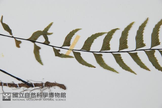 單邊鐵角蕨藏品圖，第4張