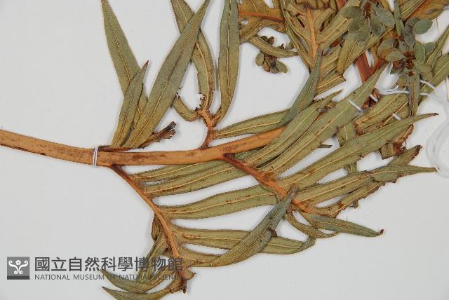 臺灣狗脊蕨藏品圖，第4張