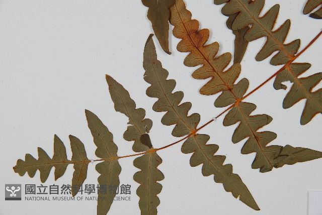 栗蕨藏品圖，第4張