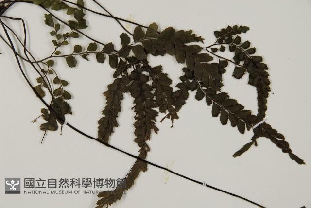 毛葉鐵線蕨藏品圖，第4張