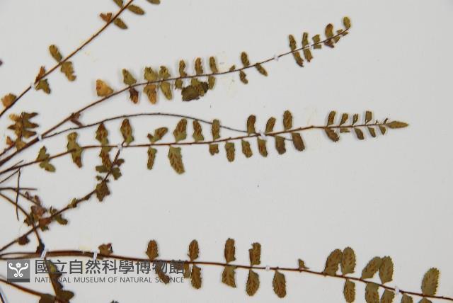 三翅鐵角蕨藏品圖，第4張