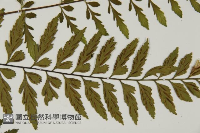 大蓬萊鐵角蕨藏品圖，第4張