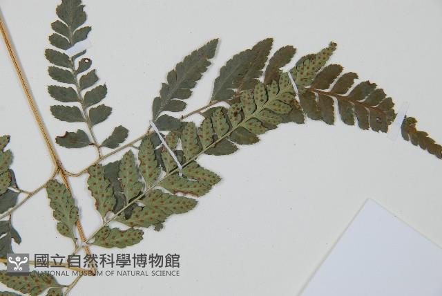 小葉複葉耳蕨藏品圖，第4張