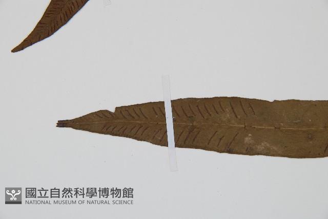單葉雙蓋蕨藏品圖，第4張