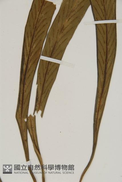 Accession Number:P004963 Collection Image, Figure 4, Total 5 Figures