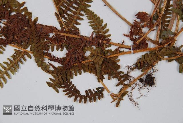 狹葉蹄蓋蕨藏品圖，第2張