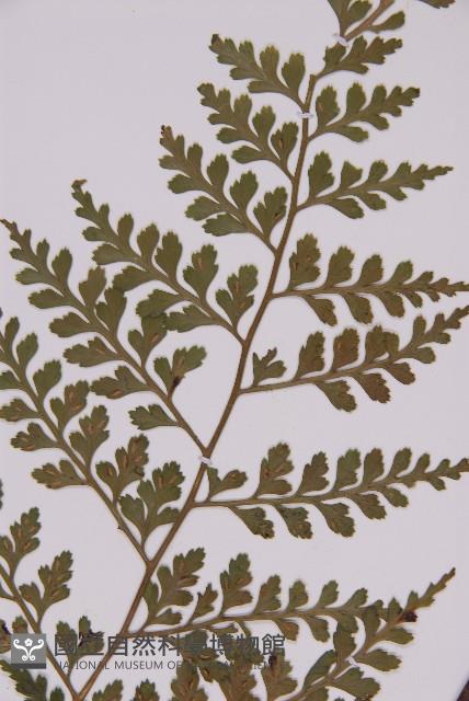 大鐵角蕨藏品圖，第7張