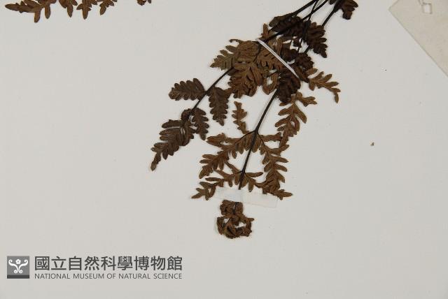 旱蕨藏品圖，第4張