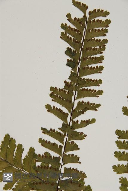 薄葉孔雀鐵角蕨、邊孢鐵角蕨藏品圖，第4張