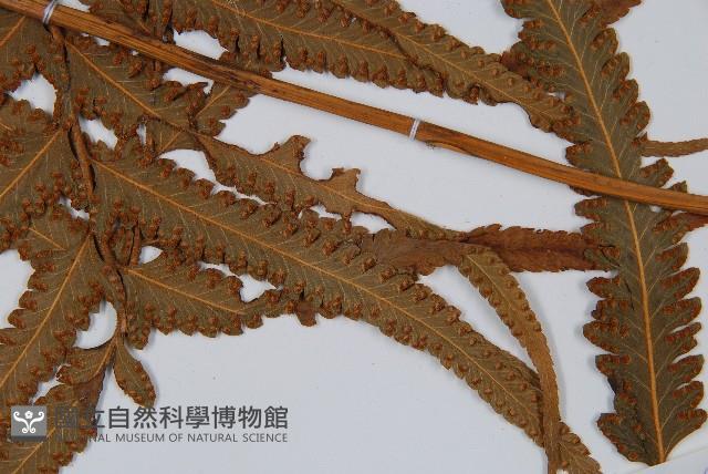邊緣鱗蓋蕨藏品圖，第7張