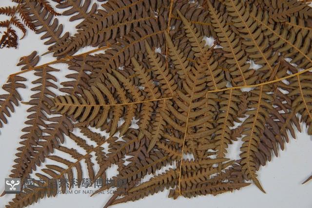 蕨藏品圖，第4張