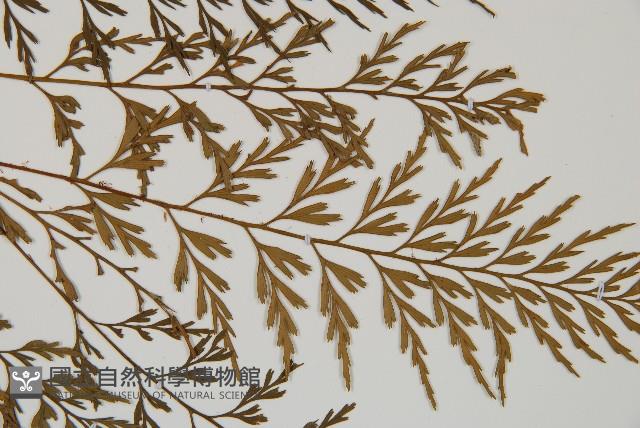 威氏鐵角蕨藏品圖，第4張