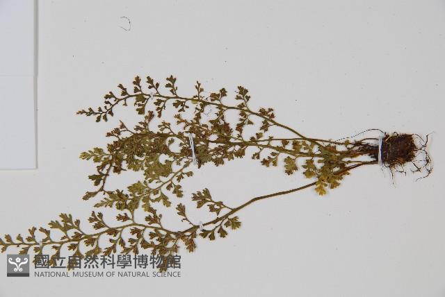 薄葉鐵角蕨藏品圖，第4張