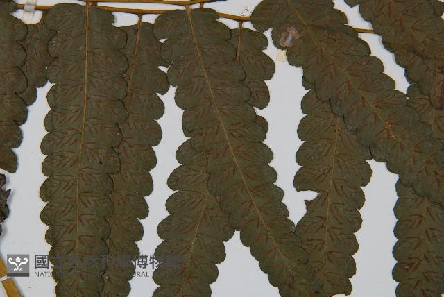 烏來雙蓋蕨藏品圖，第4張