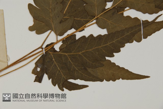 三叉蕨藏品圖，第4張