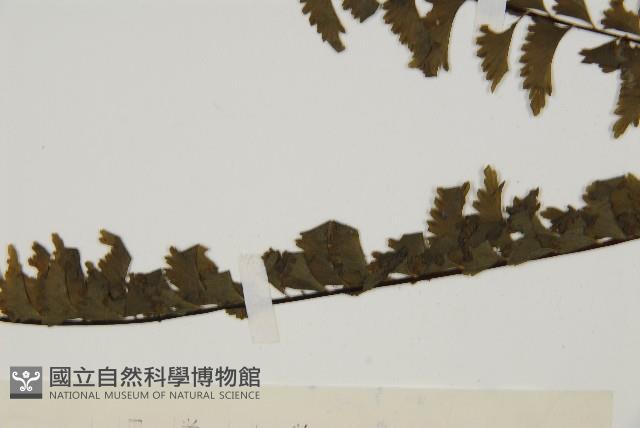 薄葉孔雀鐵角蕨、邊孢鐵角蕨藏品圖，第4張