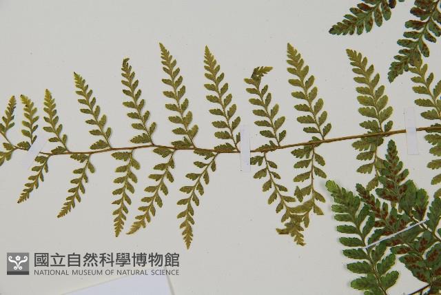 蓬萊蹄蓋蕨藏品圖，第4張