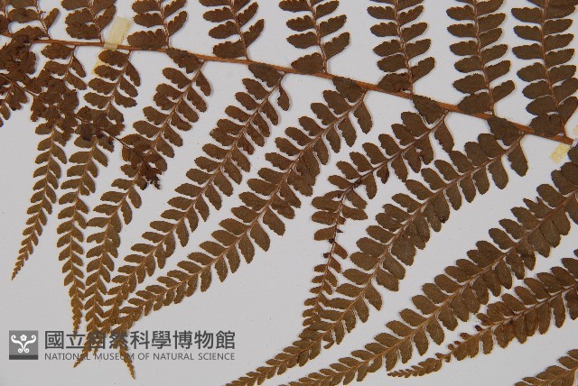 粗毛鱗蓋蕨藏品圖，第4張
