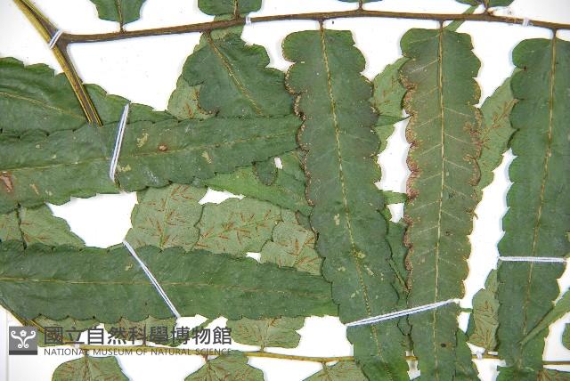 廣葉鋸齒雙蓋蕨藏品圖，第4張