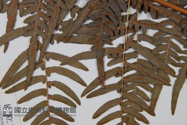 蕨藏品圖，第4張