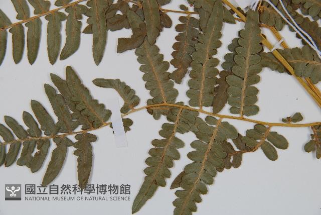 密毛蕨、巒大蕨藏品圖，第4張
