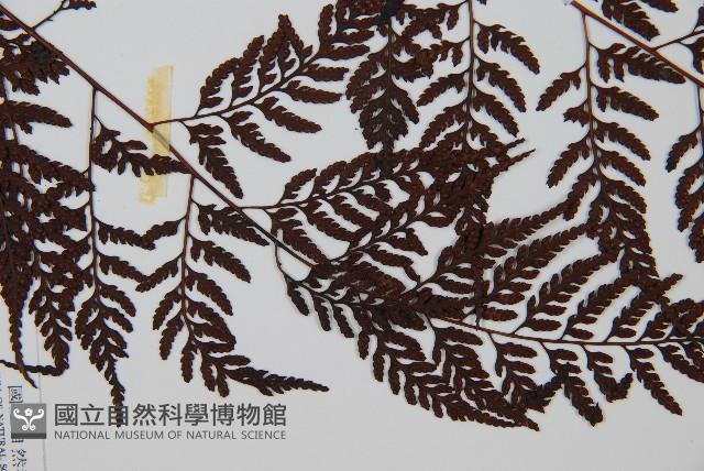 大葉骨碎補、台灣骨碎補、骨碎補藏品圖，第4張