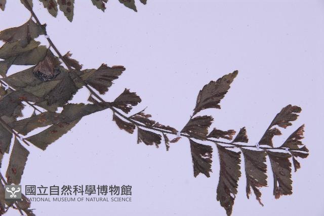 綠柄剪葉鐵角蕨藏品圖，第7張