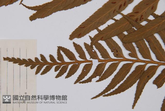 萊氏鐵角蕨藏品圖，第4張