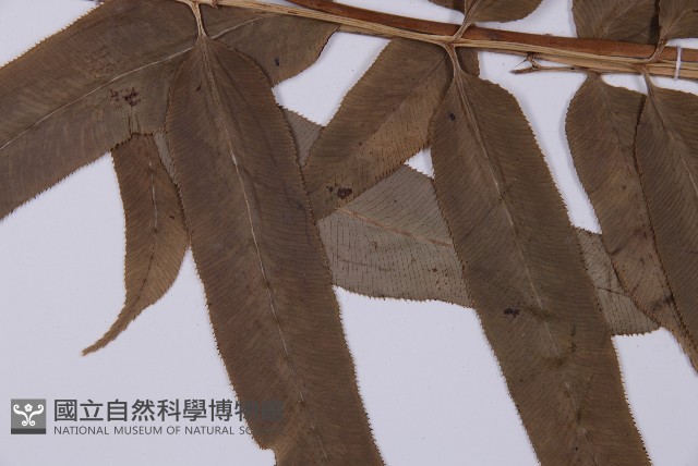 華鳳丫蕨藏品圖，第4張
