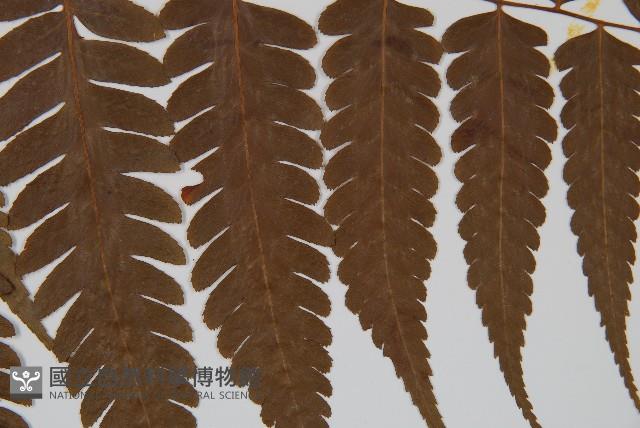 刺柄雙蓋蕨藏品圖，第4張