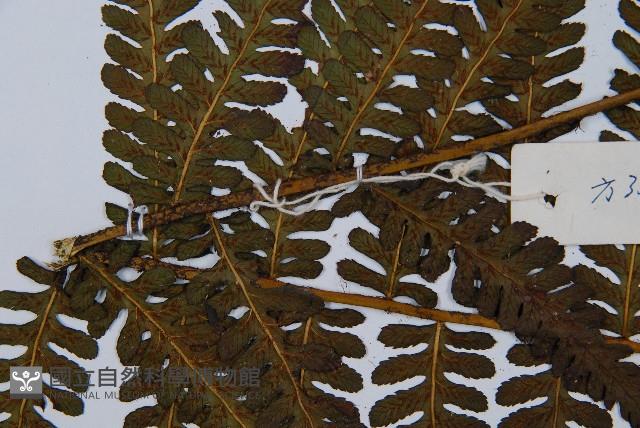 毛腳短腸蕨藏品圖，第4張