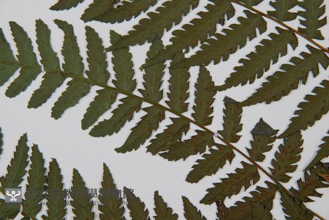 奄美雙蓋蕨藏品圖，第4張